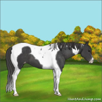Horse Color:Black Tobiano Appaloosa 