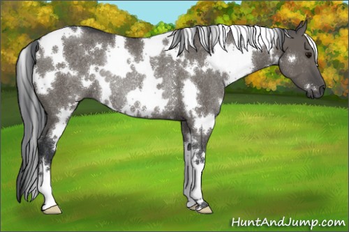 Horse Color:White Spotted Grullo Rabicano 
