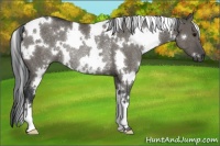 Horse Color:White Spotted Grullo Rabicano 