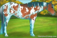 Horse Color:Thunderstruck White Spotted Bay Appaloosa Rabicano 