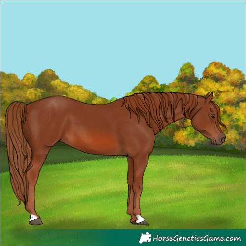 Horse Color:Chestnut 