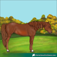 Horse Color:Chestnut 