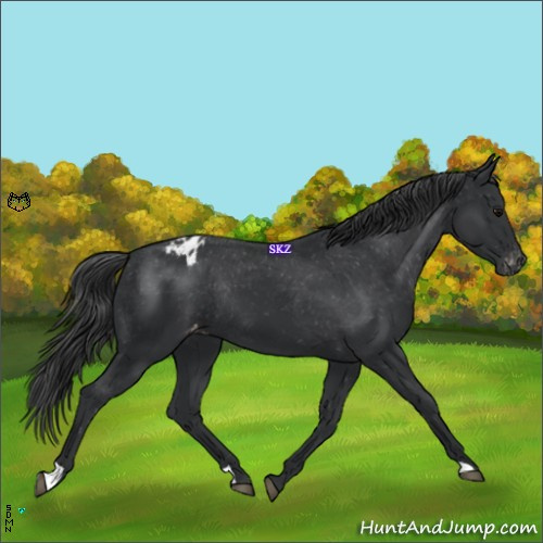 Horse Color:Black Appaloosa Rabicano 