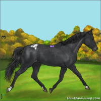 Horse Color:Black Varnish Rabicano 