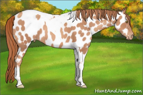 Horse Color:Gold Champagne Tobiano Appaloosa 