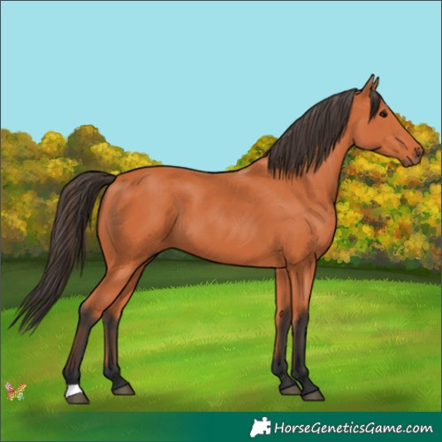 Horse Color:Bay 