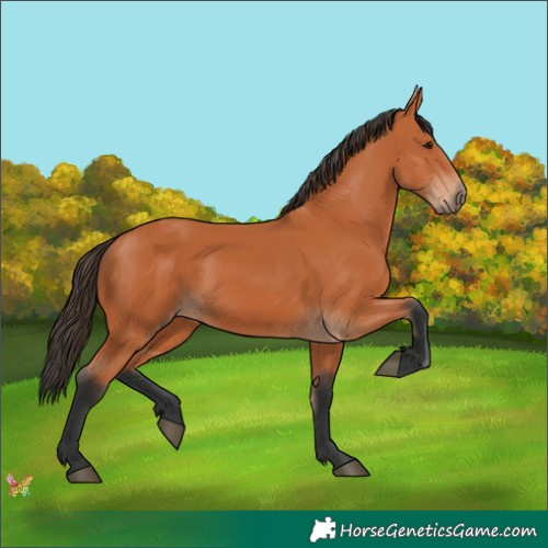 Horse Color:Bay 