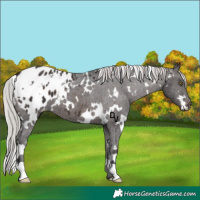 Horse Color:White Spotted Silver Brown Varnish 