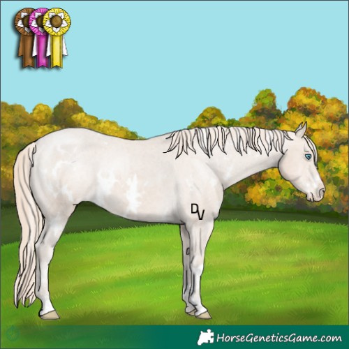 Horse Color:White Spotted Smoky Creme Appaloosa 