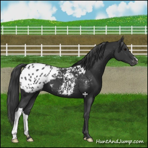 Horse Color:Black Appaloosa 