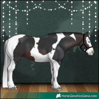 Horse Color:Brown Splash Tobiano 