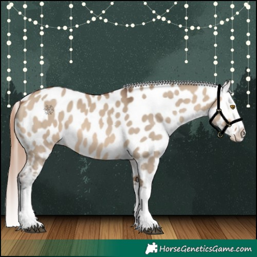Horse Color:Bay Dun Splash Appaloosa 