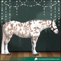 Horse Color:Bay Dun Splash Appaloosa