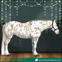 Horse Color:Bay Dun Splash Appaloosa