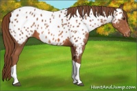 Horse Color:Chestnut Tobiano Appaloosa 