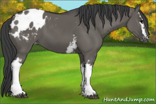 Horse Color:White Spotted Grullo Appaloosa 