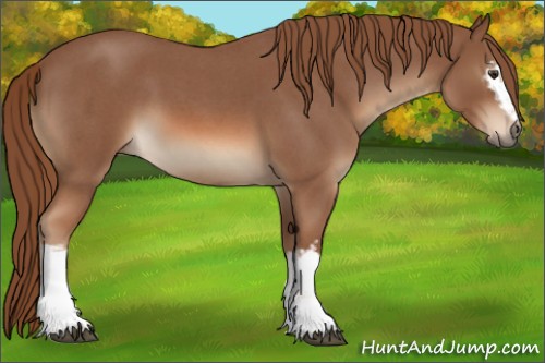 Horse Color:White Spotted Red Roan 