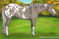 Horse Color:White Spotted Silver Grullo Tobiano Appaloosa 