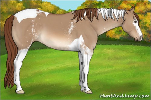 Horse Color:White Spotted Red Dun Tobiano 