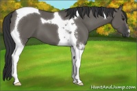 Horse Color:Grullo Tobiano 
