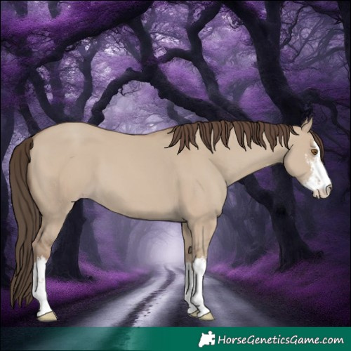 Horse Color:White Spotted Classic Champagne Dun 