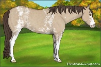 Horse Color:White Spotted Classic Champagne Dun 