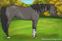 Horse Color:Grullo 