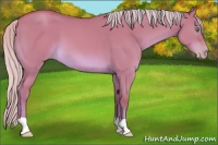 Horse Color:Silver Sable Champagne Dun 