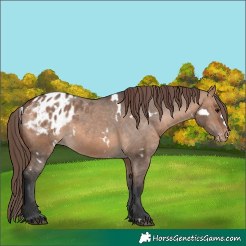 Horse Color:White Spotted Bay Dun Appaloosa 