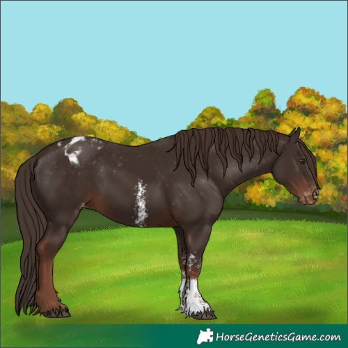Horse Color:Liver Chestnut Sabino Appaloosa 
