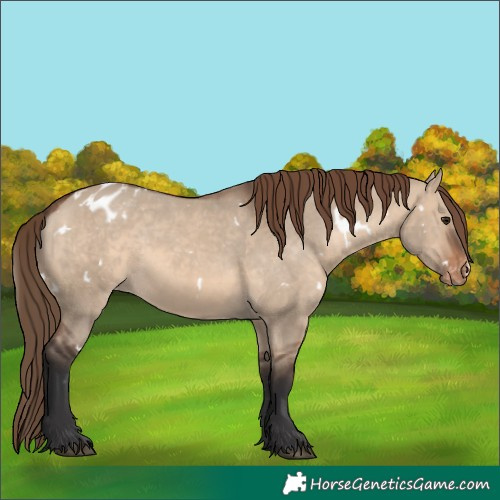 Horse Color:White Spotted Brown Dun Appaloosa 