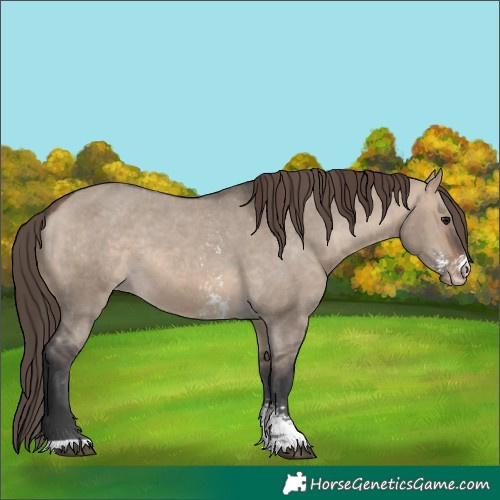 Horse Color:Brown Dun Sabino Appaloosa 
