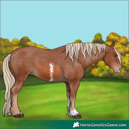 Horse Color:Chestnut Sabino Appaloosa 