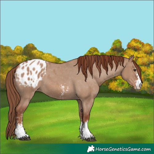 Horse Color:Red Dun Sabino Appaloosa 