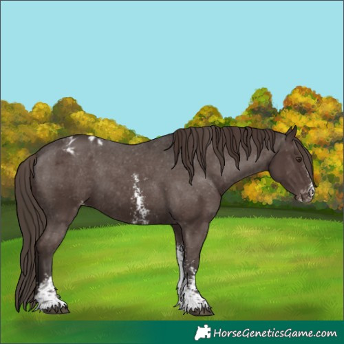 Horse Color:Liver Chestnut Sabino Appaloosa 