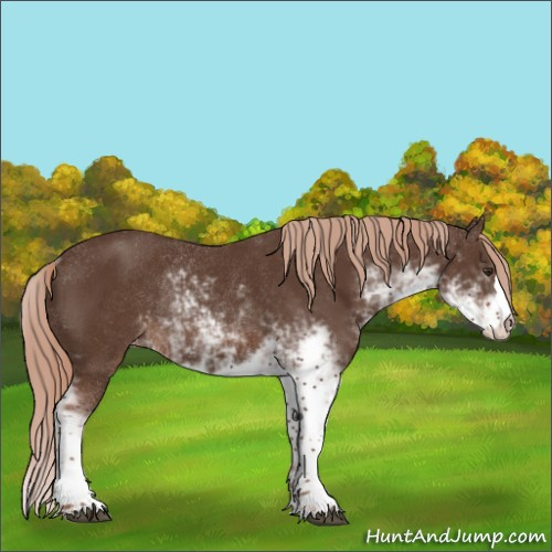 Horse Color:Liver Chestnut Sabino Appaloosa Rabicano 