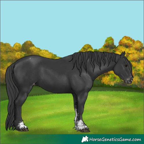 Horse Color:Black Sabino Appaloosa Rabicano 