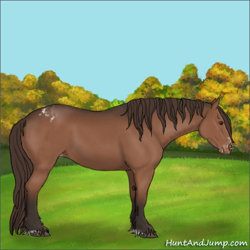 Horse Color:Liver Chestnut Sabino Appaloosa 