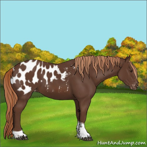 Horse Color:Liver Chestnut Tobiano Blanket 