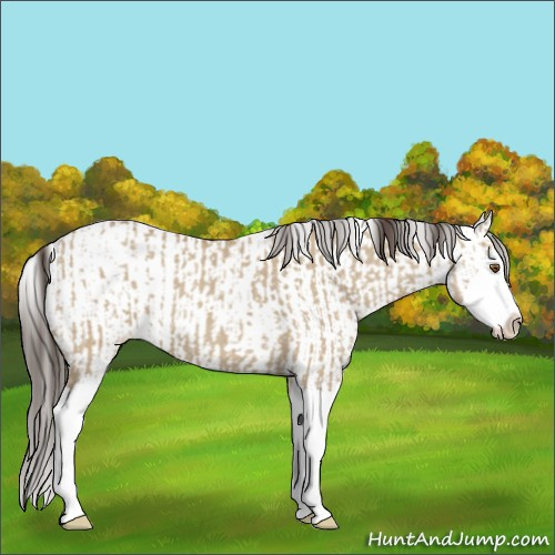 Horse Color:Classic Champagne Dun Sabino Splash  and Classic Champagne Dun Sabino Splash 