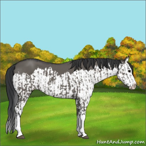 Horse Color:Grullo Sabino Splash and Grullo Sabino Splash