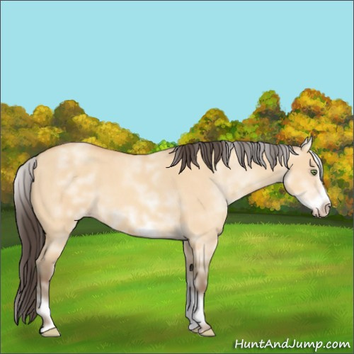 Horse Color:White Spotted Amber Champagne Dun Sabino Frame 