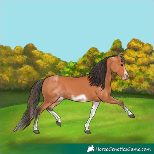 Horse Color:White Spotted Bay Sabino Frame 