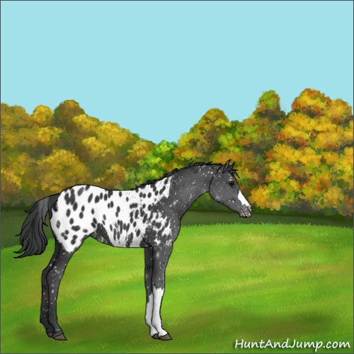 Horse Color:Black Appaloosa 