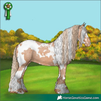 Horse Color:Chestnut Splash Tobiano Appaloosa