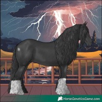 Horse Color:Black 