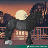 Horse Color:Black Rabicano 