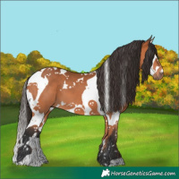 Horse Color:Bay Splash Tobiano