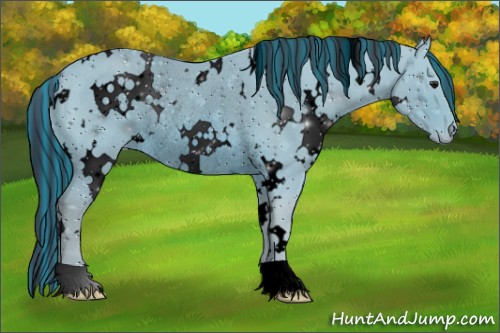 Horse Color:ERROR: UNKNOWN ANOMALY