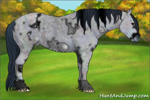 Horse Color:ERROR: UNKNOWN ANOMALY